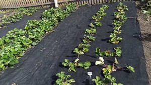 Рем.  малина Амира на 13.09.2022г. Мои приобретения в этом сезоне!