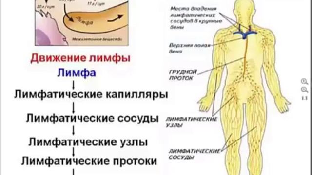 Лимфатическая система человека схема. Направление движения лимфы в организме человека схема.