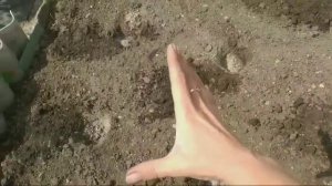 Чуфа,земляной миндальный орех,Подготовка к посадке,посадка!!!