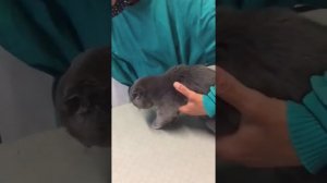 КОШКА МУСЯ У ВЕТЕРИНАРА🏥 Шотландской вислоухой кошечек делают прививку и микрочип💉 МС Зёзик