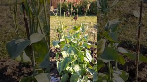 Эустома осенью.