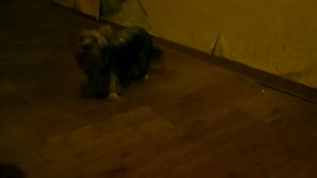 Торри гавкает!!! смотреть онлайн