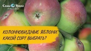 Обзор каталога: Колонновидные яблони