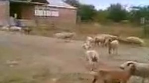 бараны - толпа на толпу, резьня