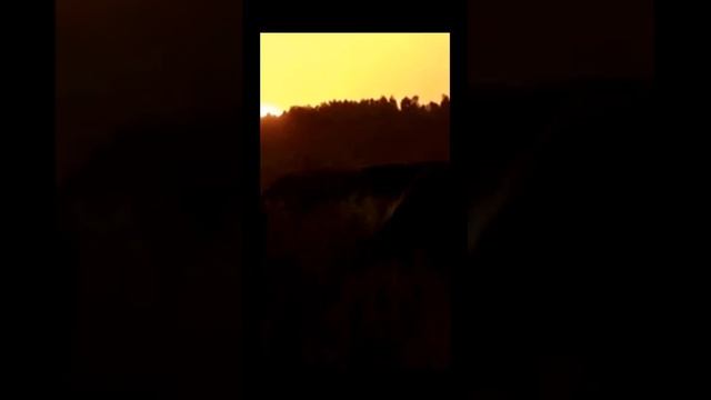Звуки леса на опушке леса