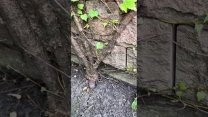 Виноград девичий Вичи. Как укротить монстра. Корректирующая обрезка.#вертикальноеозеленение#