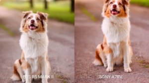 The New Canon EOS R5 Mark II VS Sony A7RV | Camera Test