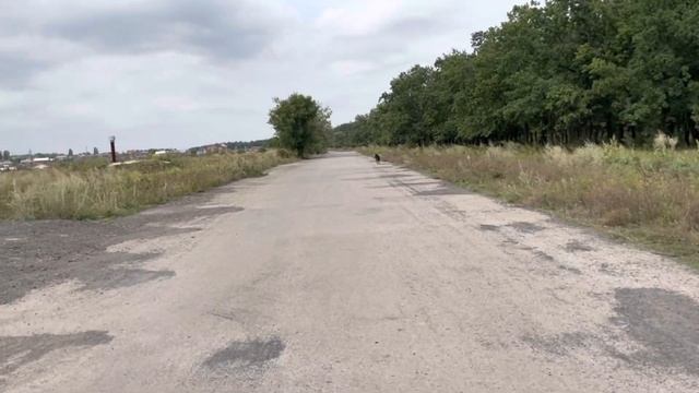 Гуляю с Арчи//пришла посылка ❤️❤️❤️ смотреть онлайн