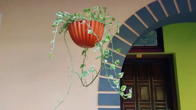 Hanging plant varieties😍|red lipstick|money plant varieties malyalam