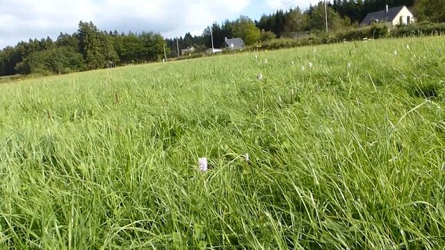 EATABLE PLANT : POLYGONUM BISTORTA