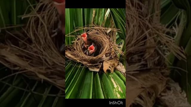 🔥😭birds also cry for their mother 👍👍🔥