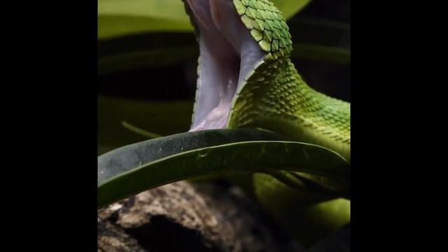 Dangerous And Beautiful Snakes?