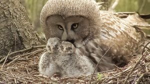 Как заботятся о детях и возлюбленных звери дикой природы? | Все как у людей