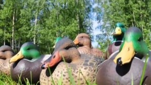 Обзор и сравнение чучел утки кряква Гринхед и Фламбо