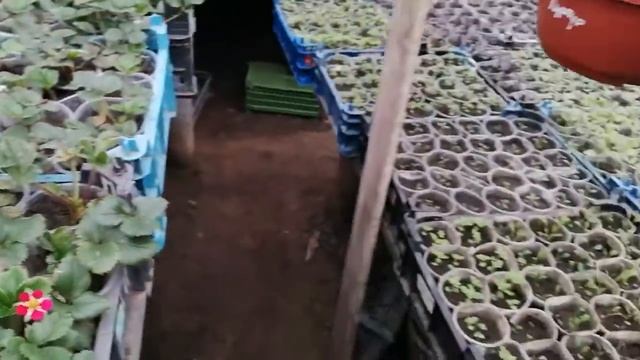 Клубника ампельная с ягодками и цветочками смотреть онлайн