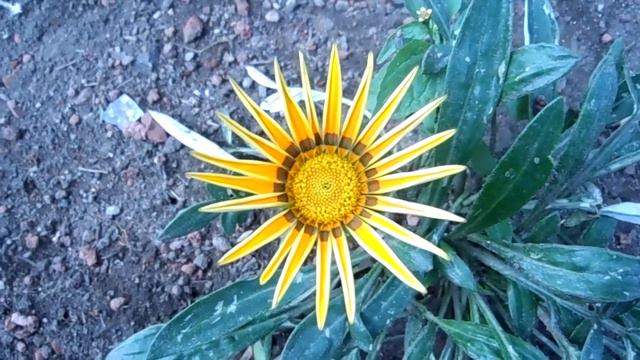 FLORES EN EL ASFALTO 15 Dormilona Margarita Africana Flor del Tesoro смотреть онлайн