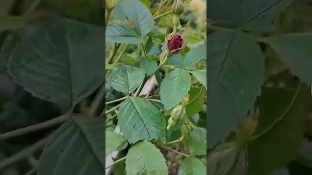 Ржавчина на розах?как бороться с этим заболеванием