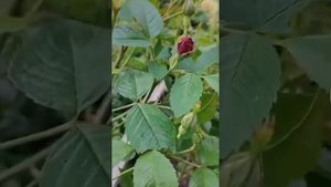 Ржавчина на розах?как бороться с этим заболеванием