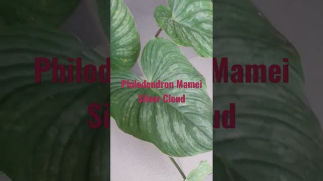 Philodendron Mamei Silver Cloud