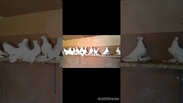 домашние голуби узбекский и разные породы смотреть онлайн