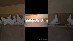 домашние голуби узбекский и разные породы