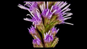 Liatris Spicata Bloom Time-Lapse UHD - Chris Broste Photography