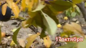 Слива поздняя «Анжелино» #слива #сливаанжелино #сливы