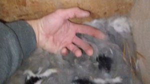 Крольчатам уже 10 дней.mp4