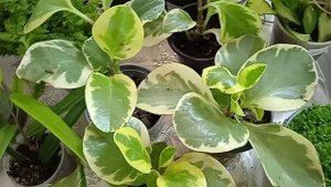 Выставка в Анапе. Завершающая часть обзора.