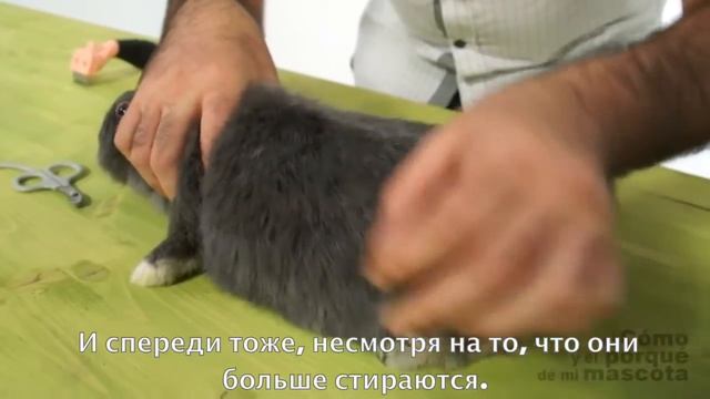Кролики - расчёсывание и обрезание когтей смотреть онлайн