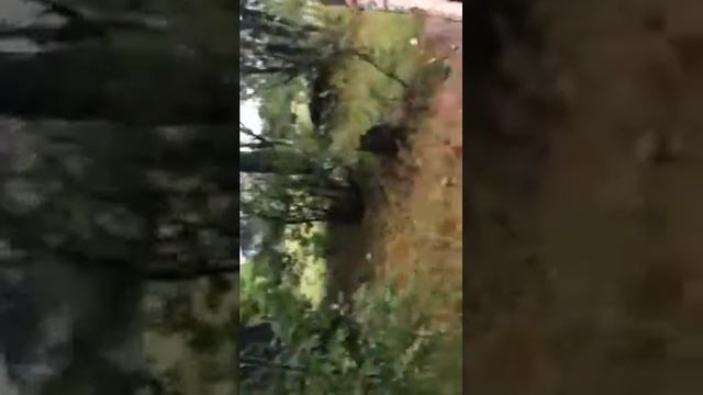 Мастер спорта по бою с шишкой. смотреть онлайн