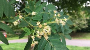 Rowan (Sorbus aucuparia) - leaves & flowers - June 2018