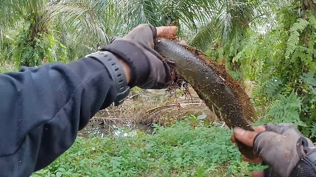 REVIEW GOPRO AKASO V50X NEW VERSION|Mancing ikan Gabus|spot kanal sawit|#fishing #fyp #casting