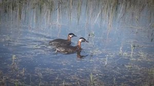 1серощёкая поганка