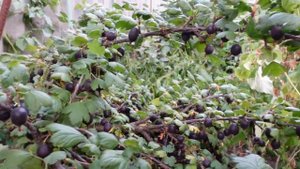 ОДЕССА❤ крыжовник черный  ЧЕРНОМОР  яблоня ГАЛА МАСТ слива КОЛОНОВИДНАЯ