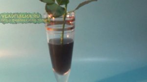 Как сделать черную розу из белой. Эксперимент № 1.