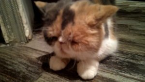 Отек легких у кошки