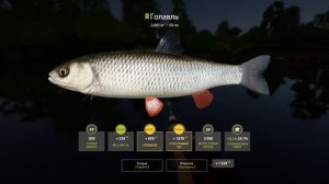 Новый Путь в РР4 #9 🔴 Фарм Большой Суммы на Венгу | Трофейная Раздача | Рыбалка на Цветных Карпов