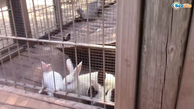 Кукла Штеффи и Ярослава на прогулке - Зоопарк Анталии. Кормим Животных Видео для детей Часть 2 смотреть онлайн