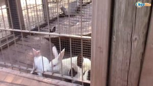 Кукла Штеффи и Ярослава на прогулке - Зоопарк Анталии. Кормим Животных Видео для детей Часть 2