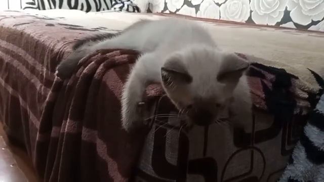 Сиамский котик 2 месяца. Отдам котенка в хорошие руки