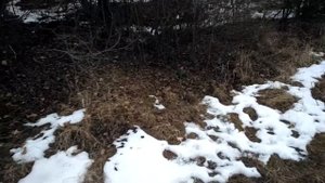 ястреб тетеревятник - 54 - напуск на фазана и ворону