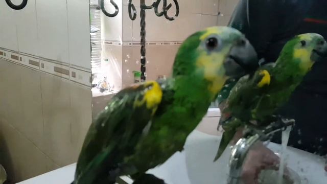 Попугай Ричи синелобый Амазон смотреть онлайн