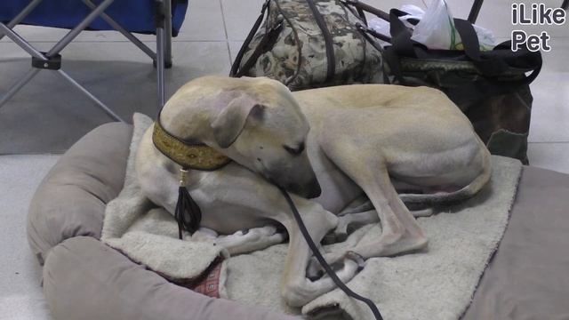 Слюги. Особенности породы, уход смотреть онлайн