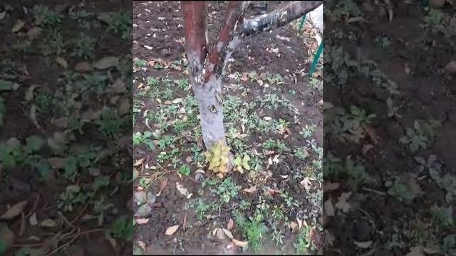 Колесников Антон (Казань) - в роли учителя.