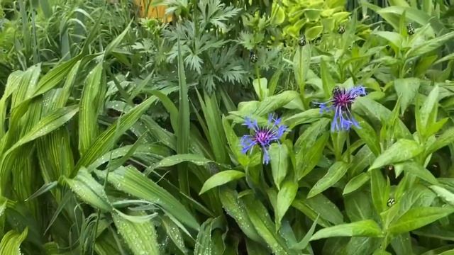 Сад под музыку. Малые формы. Поделки, Растения, Креатив. смотреть онлайн