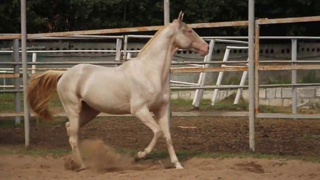 Продажа Ахалтекинских лошадей.Sale of Akhal-Teke horses. https://akhaltekellc.com смотреть онлайн