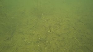 Игра Golden Mean Reveller 100SP. Подводные съемки. Underwater