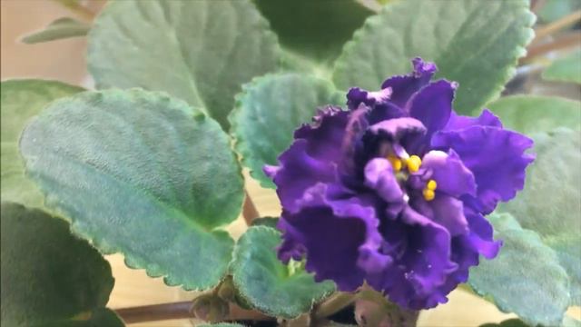 Фиалки из семян: часть 13. Зацвел интересный сеянец. смотреть онлайн