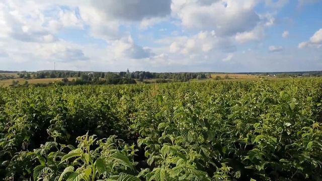 ГАРАНТИЯ защиты Ваших средств при вложении в малиновую плантацию смотреть онлайн